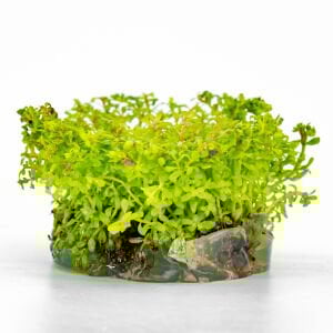Rotala wayanad IN VITRO CUP