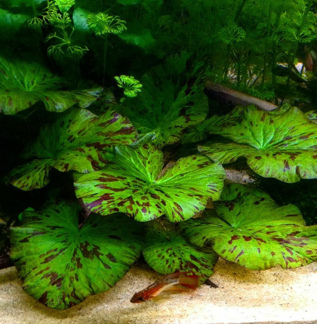 Nymphaea zenkeri green-red / Nilüfer (Yumru) ADET