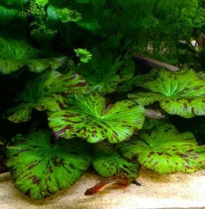 Nymphaea zenkeri green-red / Nilüfer (Yumru) ADET