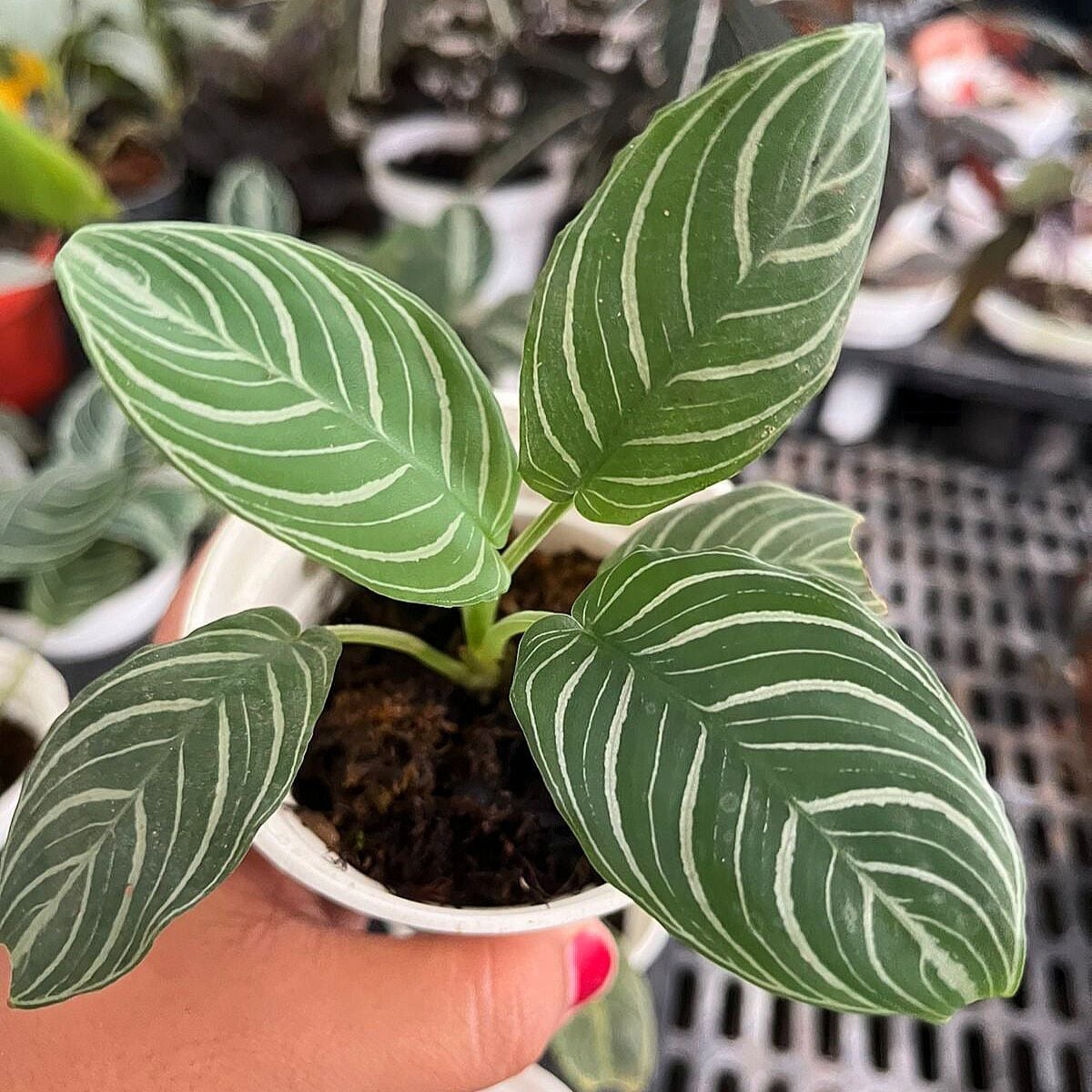 Homalomena chevron ÖN SİPARİŞ