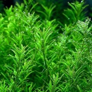 Rotala wayanad IN VITRO CUP