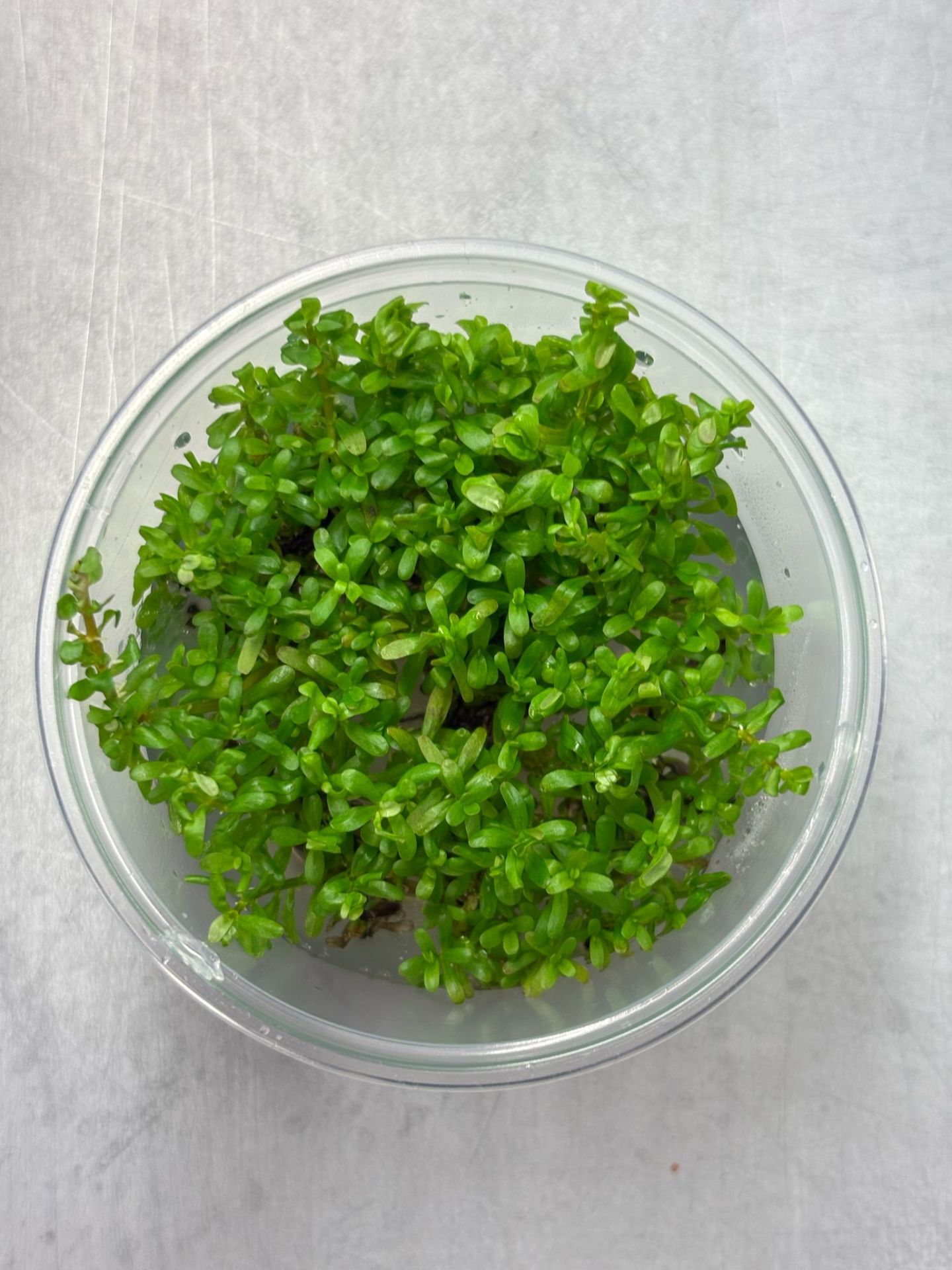 Rotala wayanad IN VITRO CUP