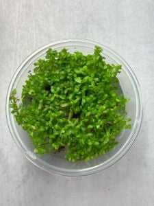 Rotala wayanad IN VITRO CUP