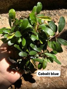 Bucephalandra cobalt blue ADET