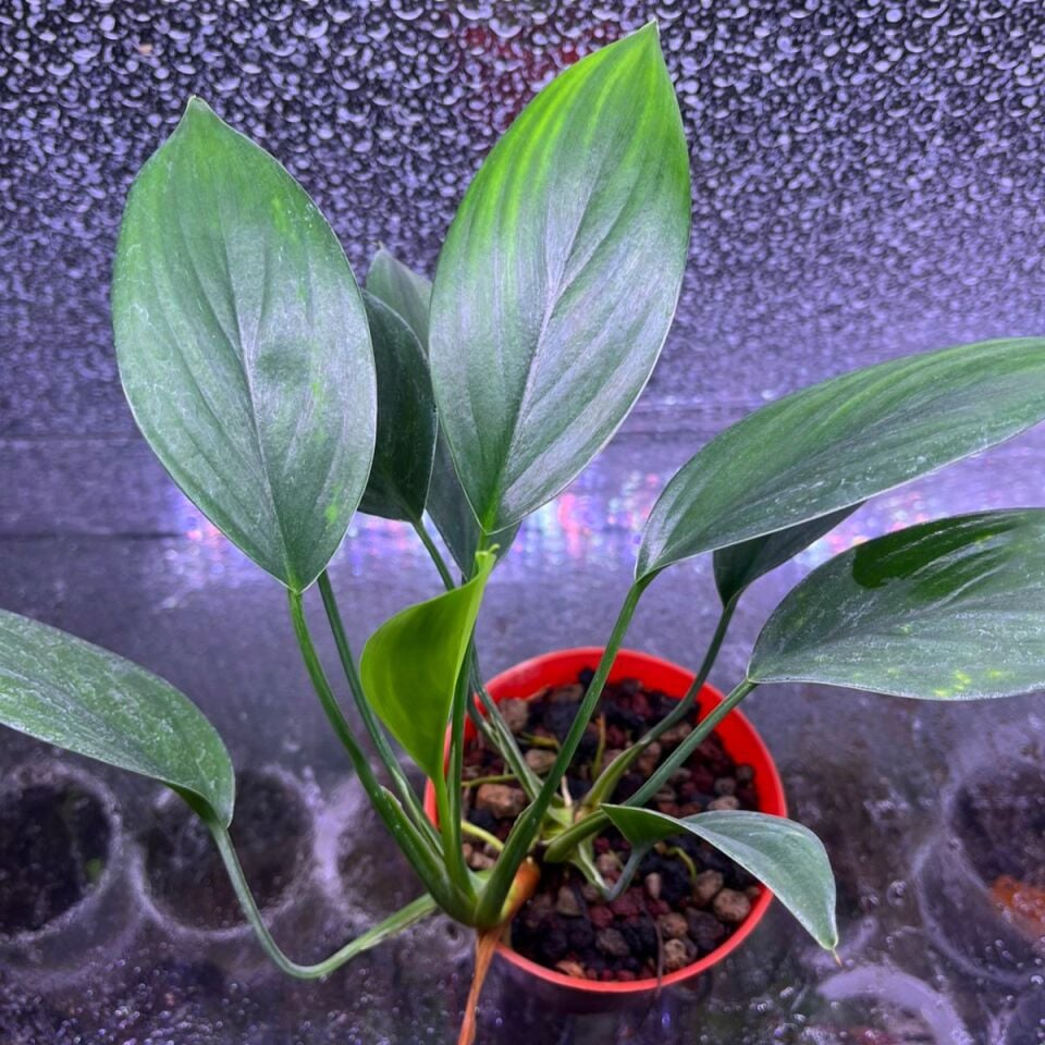 Homalomena green langkat ÖN SİPARİŞ