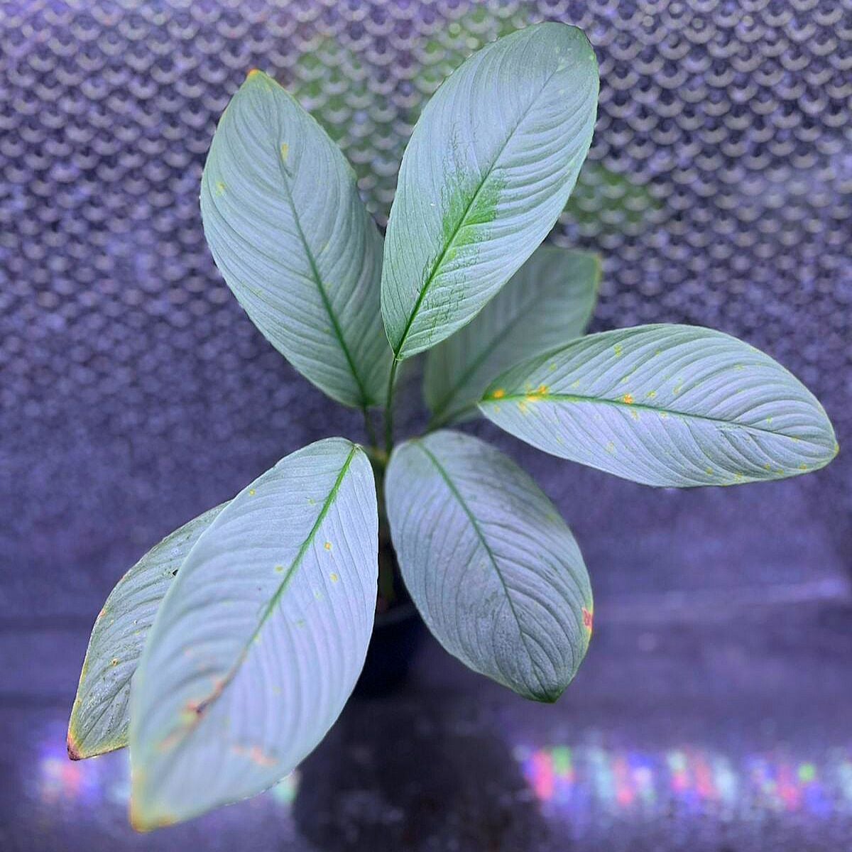 Homalomena silver sumatra ÖN SİPARİŞ