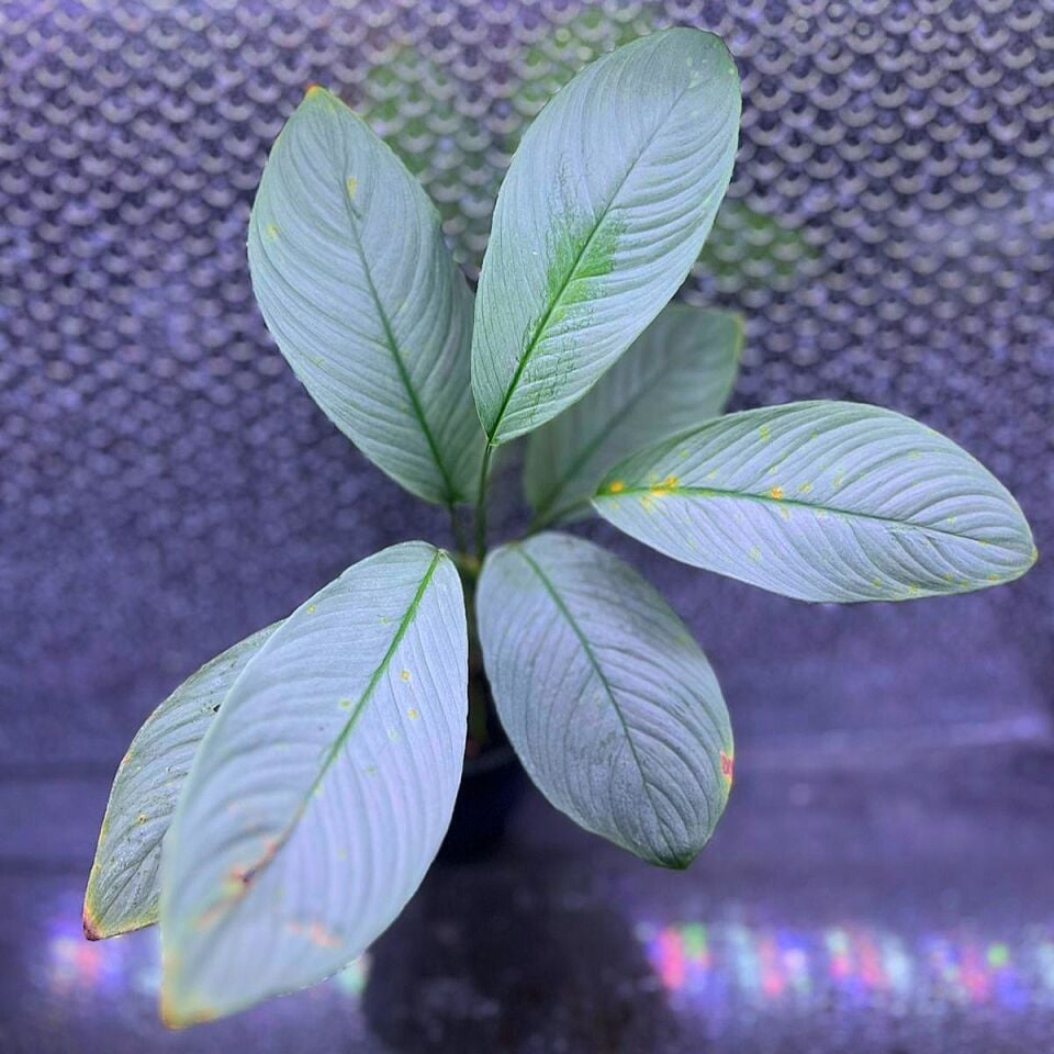 Homalomena silver sumatra ÖN SİPARİŞ