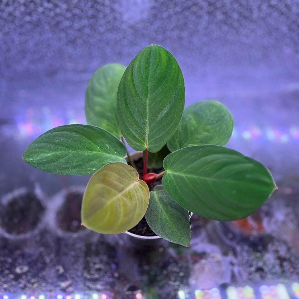 Homalomena green sumatra ÖN SİPARİŞ