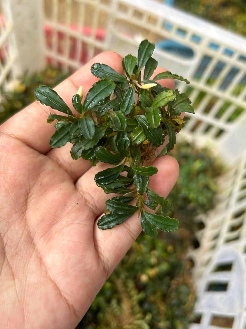 Bucephalandra red bronze ADET