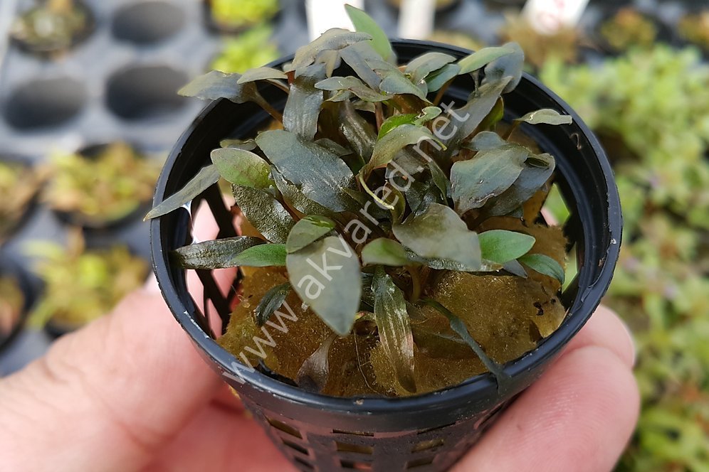 Aquarium【Silver925+ロジウムコーティング】 Akvared - Cryptocoryne wendtii brown SAKSI