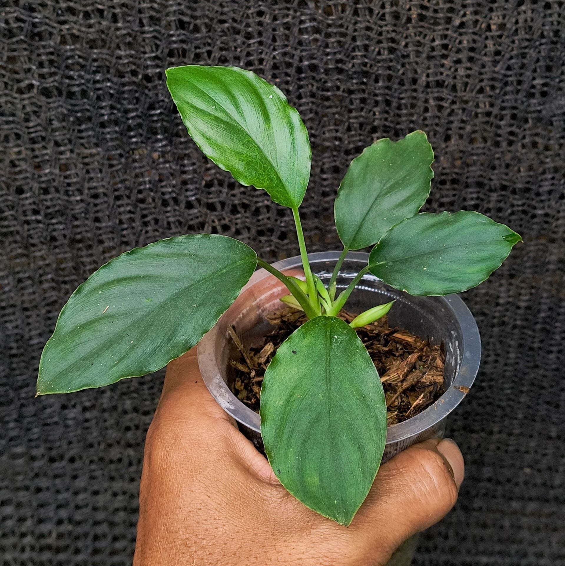 Homalomena green west java  ÖN SİPARİŞ