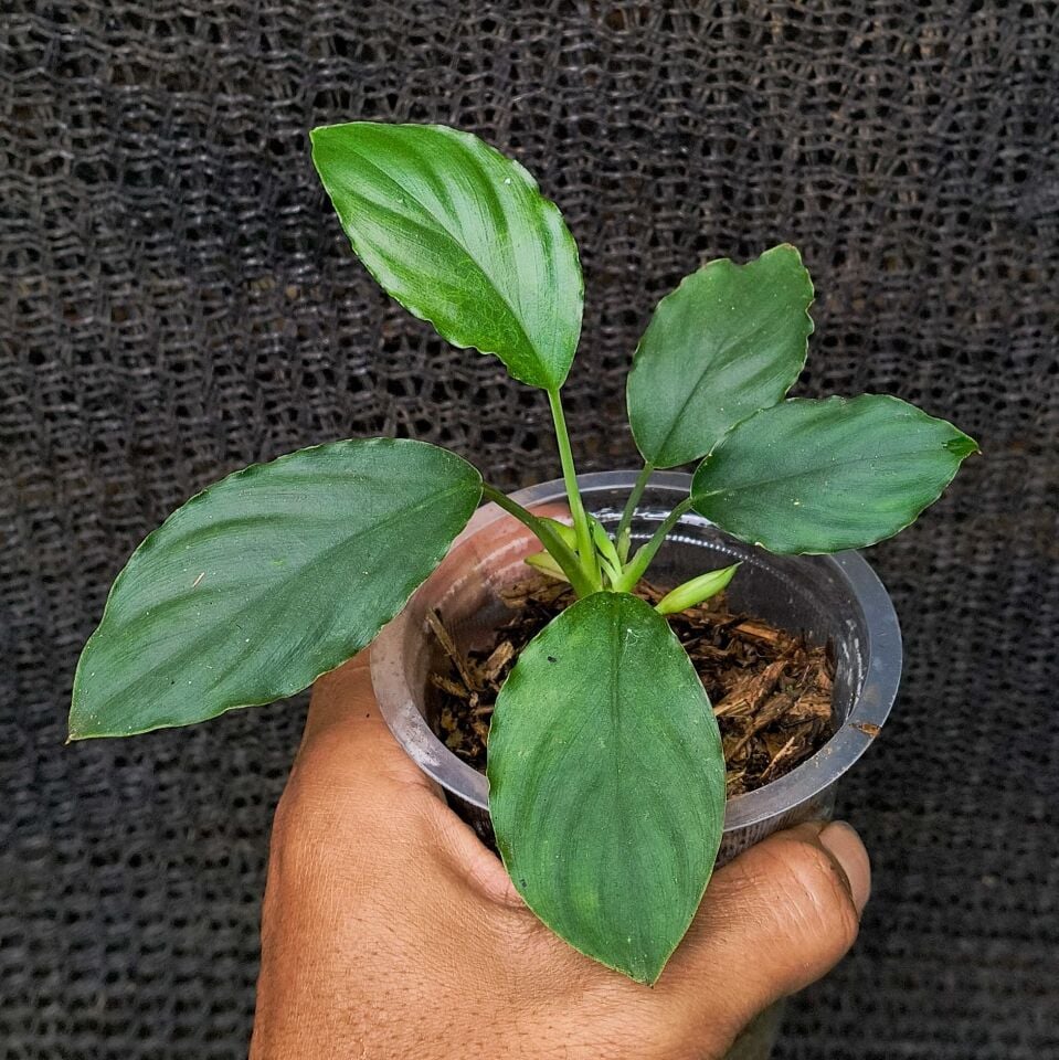 Homalomena green west java  ÖN SİPARİŞ