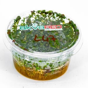 Ludwigia inclinata curly (tornado)IN VITRO CUP