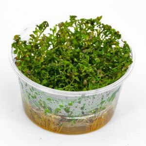 Ludwigia inclinata curly IN VITRO CUP