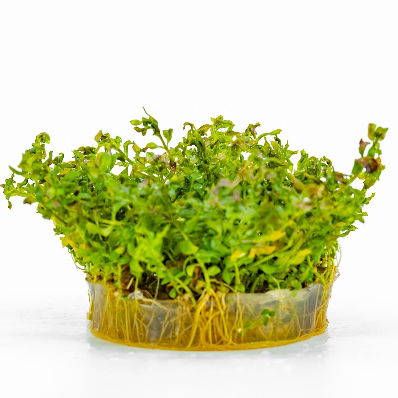 Ludwigia inclinata curly (tornado)IN VITRO CUP