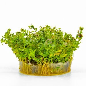 Ludwigia inclinata curly IN VITRO CUP