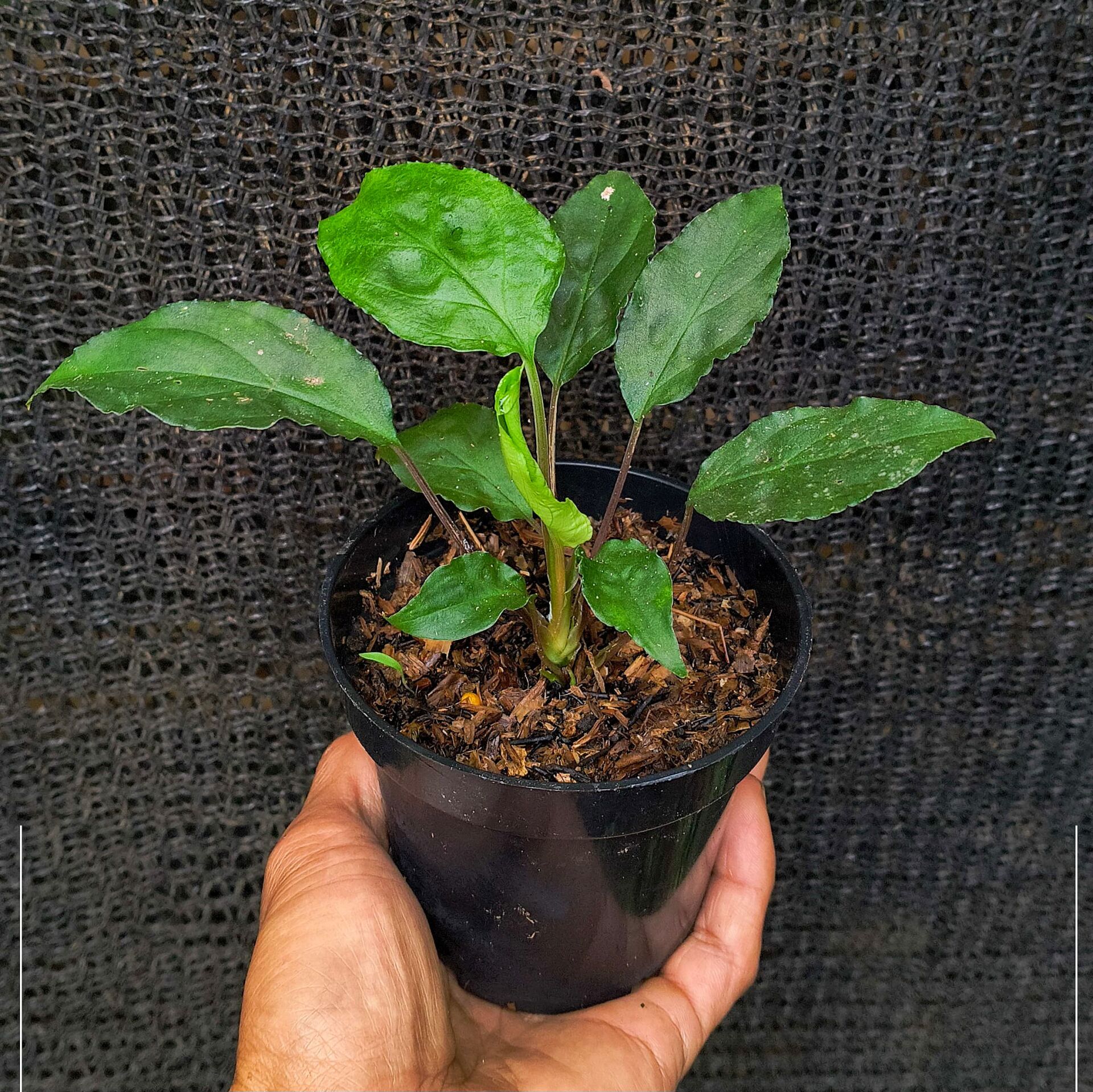 Homalomena green sulawesi ÖN SİPARİŞ