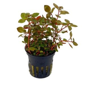 Ludwigia rubin variegated BUKET