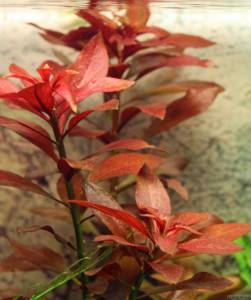Ludwigia rubin variegated BUKET