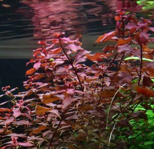 Ludwigia rubin variegated BUKET