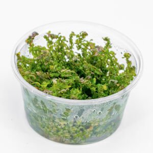 Rotala macrandra pearl IN VITRO CUP