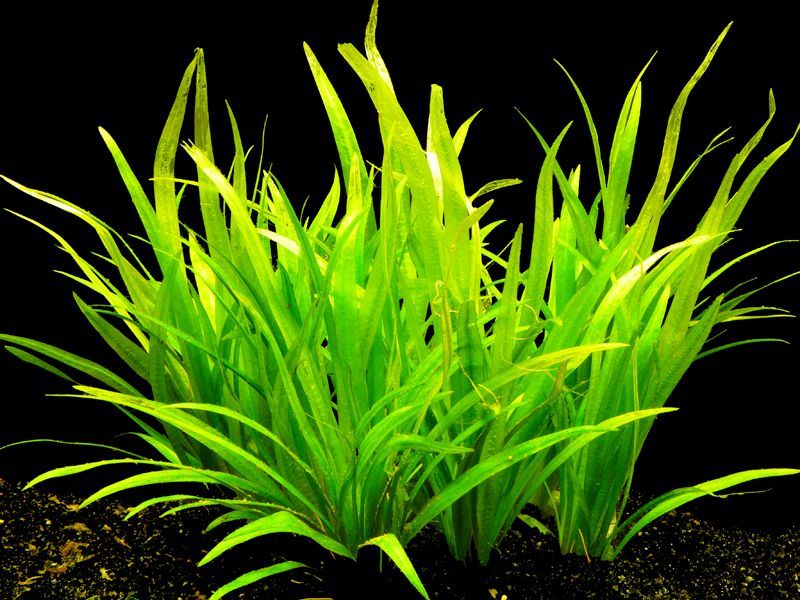 Echinodorus latifolius BUKET