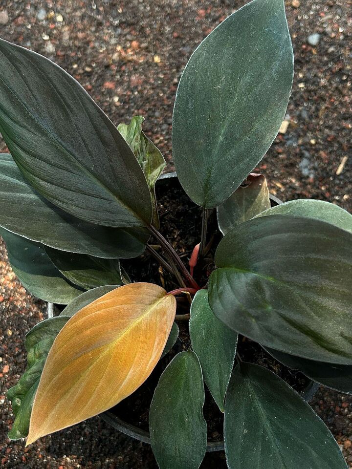 Homalomena humilis ÖN SİPARİŞ