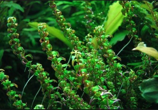 Rotala pearl IN VITRO CUP