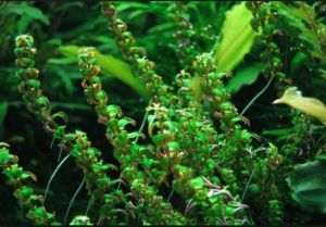 Rotala macrandra pearl IN VITRO CUP
