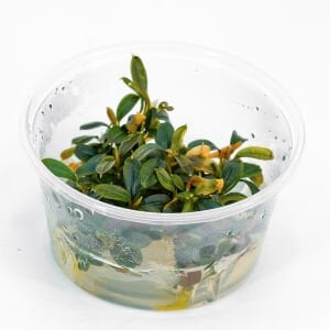 Bucephalandra brownie phoenix IN VITRO CUP