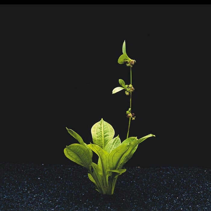 Echinodorus parviflorus tropica İTHAL BUKET