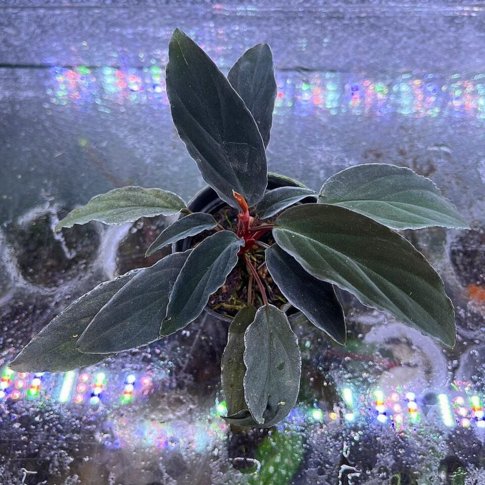 Homalomena humilis red sumatra ÖN SİPARİŞ