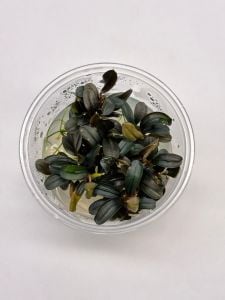 Bucephalandra brownie phoenix IN VITRO CUP