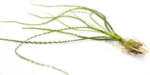 Crinum calamistratum ADET (Soğan) - ÖN SİPARİŞ