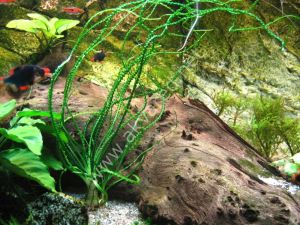 Crinum calamistratum ADET (Soğan) - ÖN SİPARİŞ