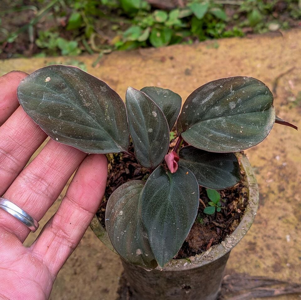 Homalomena kalteng ÖN SİPARİŞ