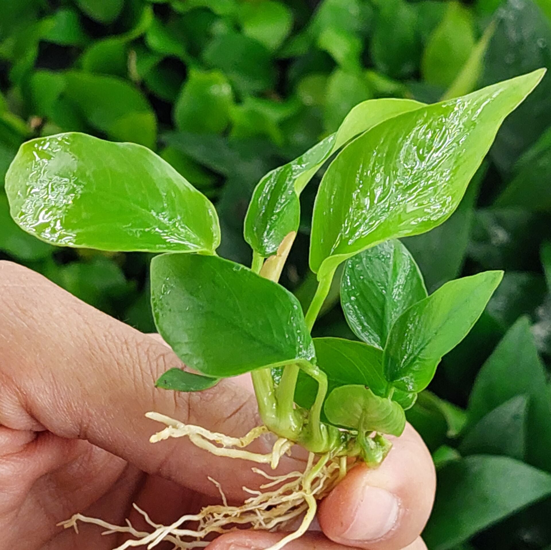 Anubias golden ADET ÖN SİPARİŞ