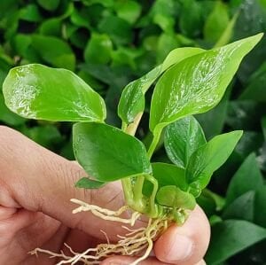Anubias golden ADET ÖN SİPARİŞ