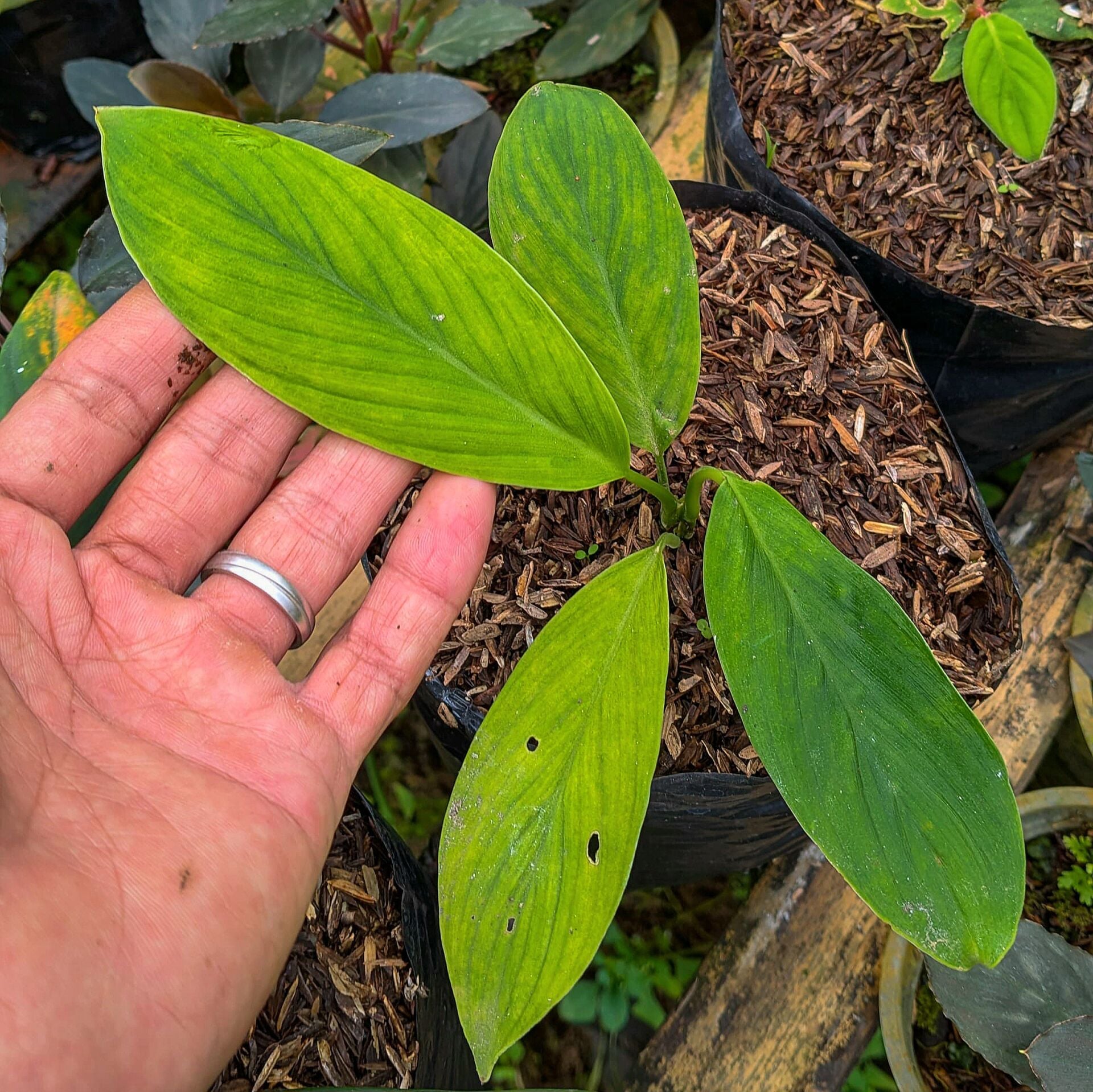 Homalomena mandailing natal type 2 ÖN SİPARİŞ