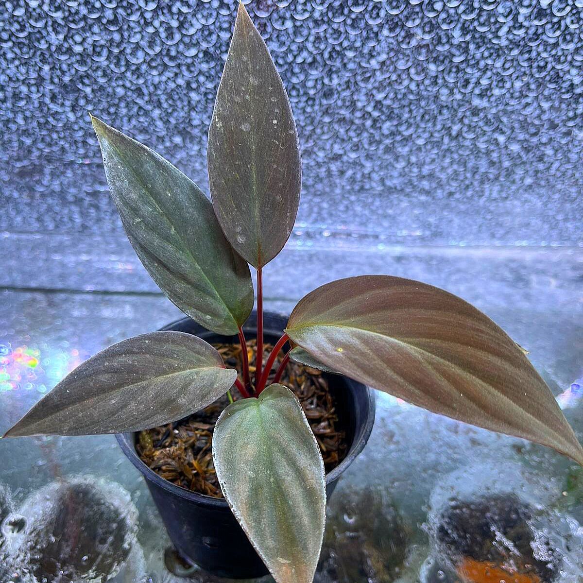 Homalomena red borneo ÖN SİPARİŞ