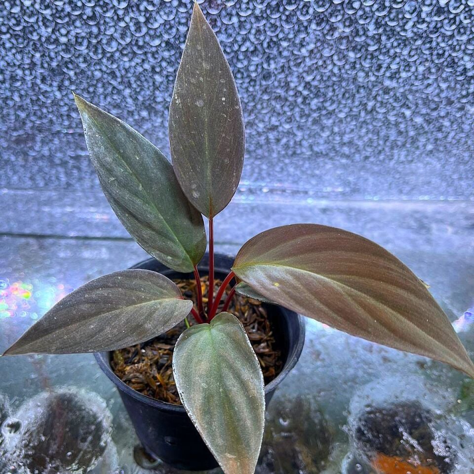 Homalomena red borneo ÖN SİPARİŞ