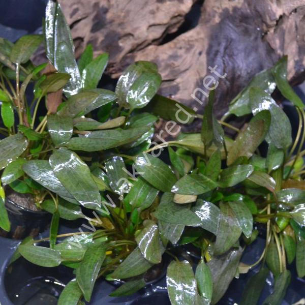 Cryptocoryne wendtii brown indonesia İTHAL BUKET