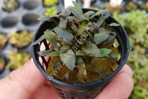Cryptocoryne wendtii brown indonesia İTHAL BUKET
