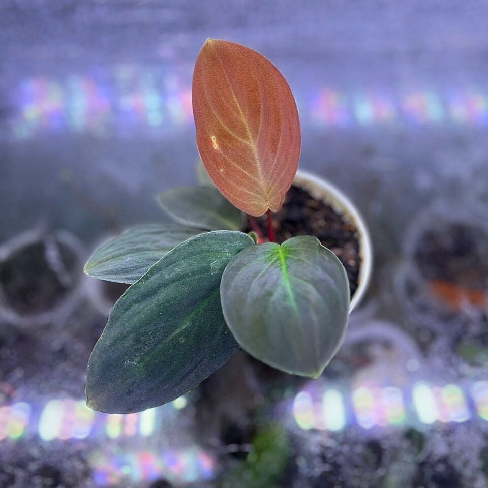 Homalomena red sumatra ÖN SİPARİŞ