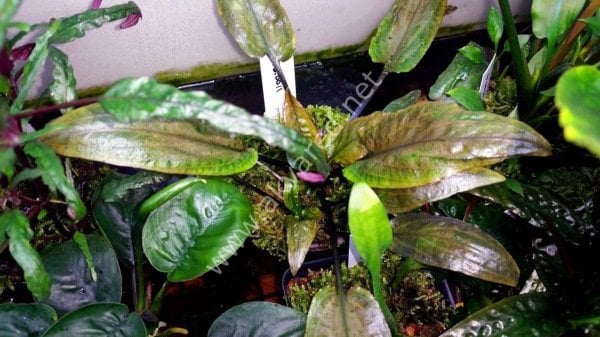 Cryptocoryne wendtii brown indonesia EXVITRO