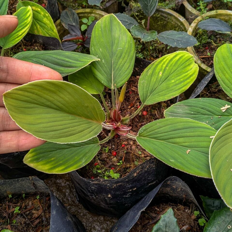 Homalomena renda ÖN SİPARİŞ