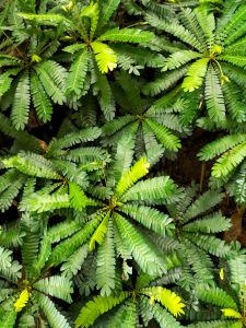 Biophytum Sensitivum ADET ÖN SİPARİŞ