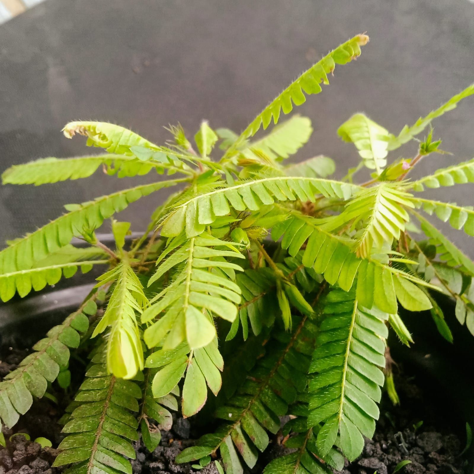 Biophytum Sensitivum ADET ÖN SİPARİŞ
