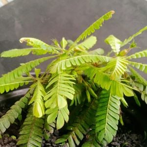 Biophytum Sensitivum ADET ÖN SİPARİŞ