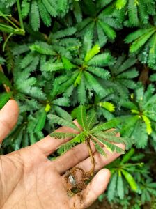 Biophytum Sensitivum ADET ÖN SİPARİŞ